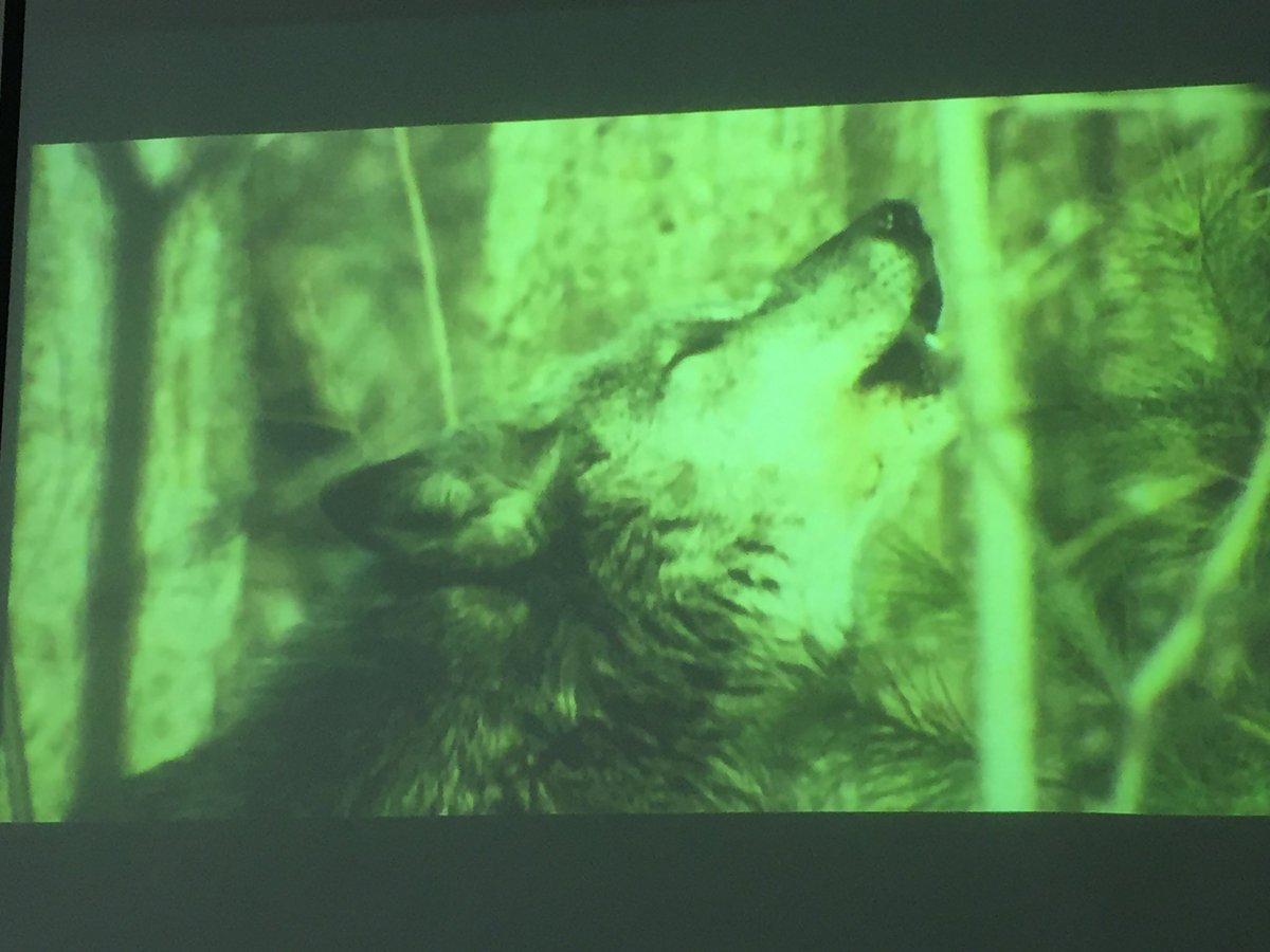 samph_lhs's tweet photo. Wolves only bark to warn other wolves. Dogs bark for many reasons. @msstern_lhs https://t.co/jiIeLUaASW