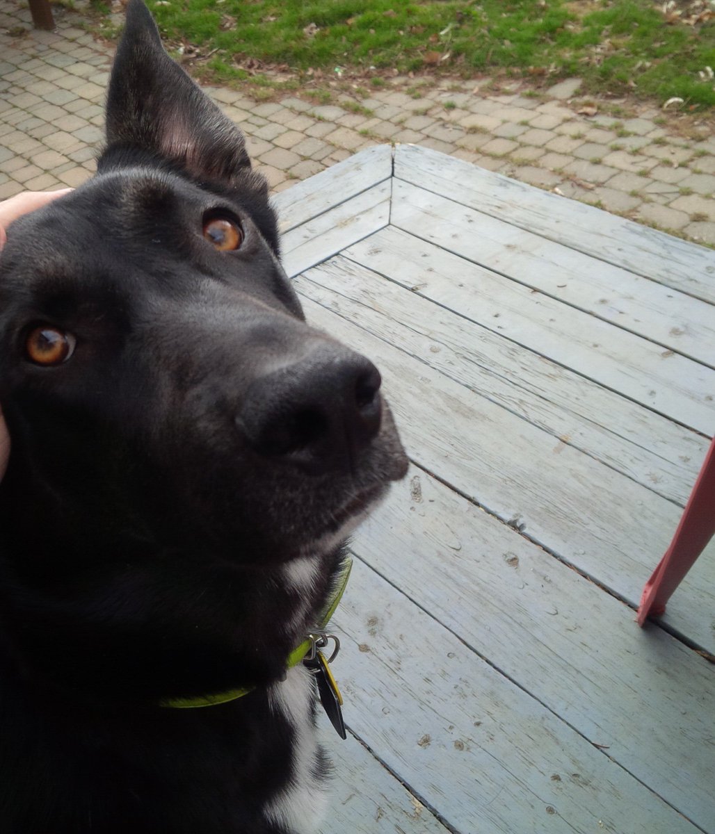 Charlie says go to this: Friday! Animal Rescue Concert! facebook.com/events/9417851… #dog #puppy #woof