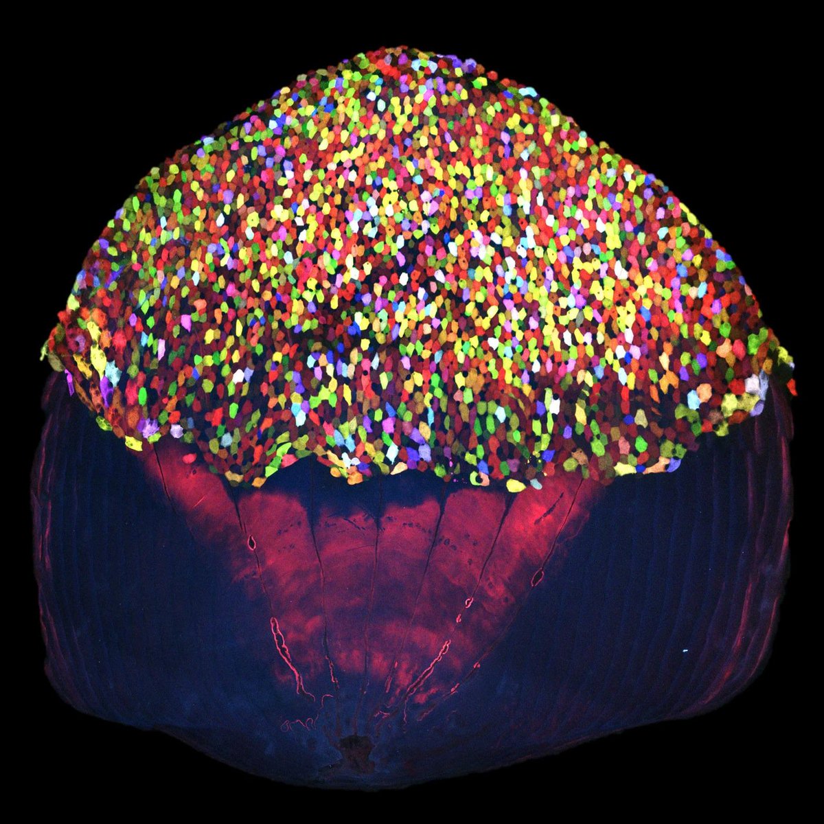 inversedotcom's tweet photo. Researchers turn fish into scaly rainbows to study skin regeneration: https://t.co/PdHlo88hhe #extremepaintball https://t.co/dEI9qa4jOx