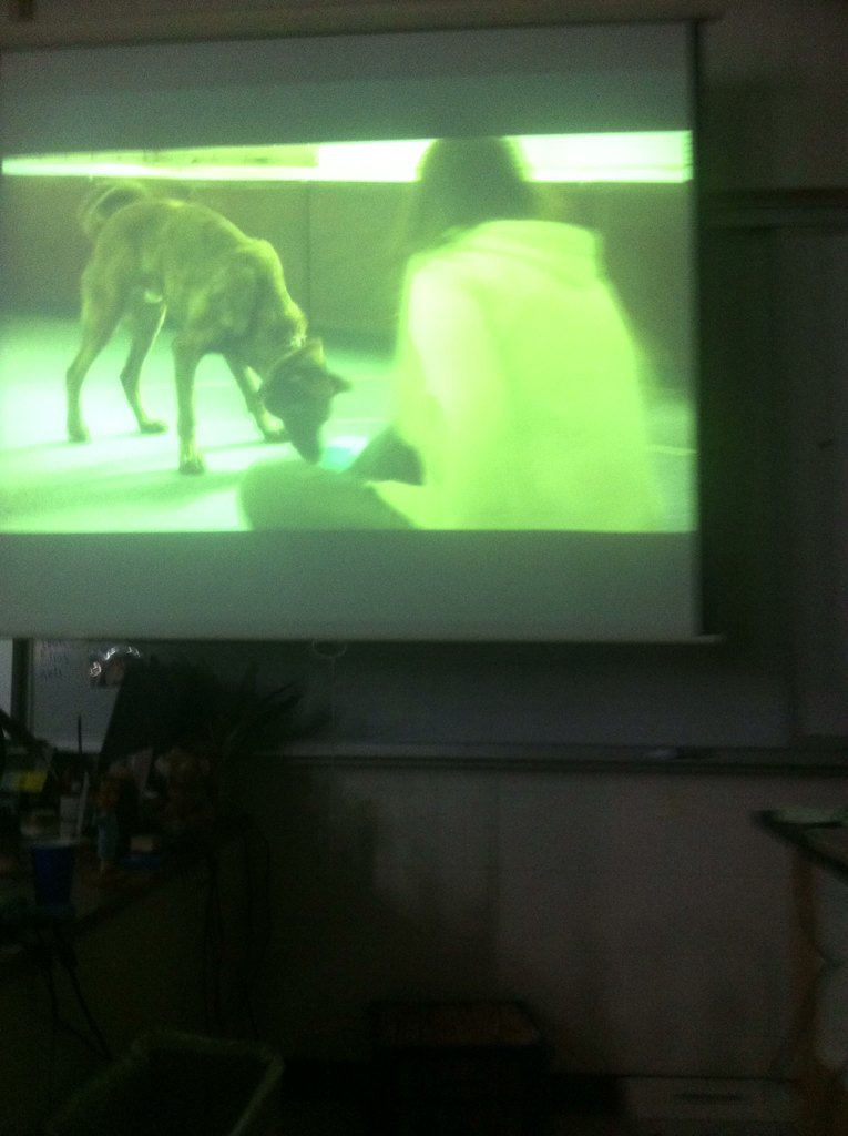 hankd_lhs's tweet photo. Dogs can pick up human eye gestures but chimps can't even pick up pointing @msstern_lhs https://t.co/9tCliXW8Ao