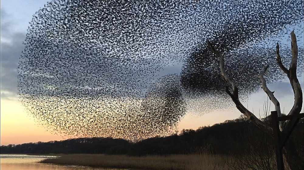 Starling murmuration in <a href="/Shropshirestar/">Shropshire Star</a> at #AqualateMereNNR, nr Newport ow.ly/ZKlv7 Photo P. Stanford