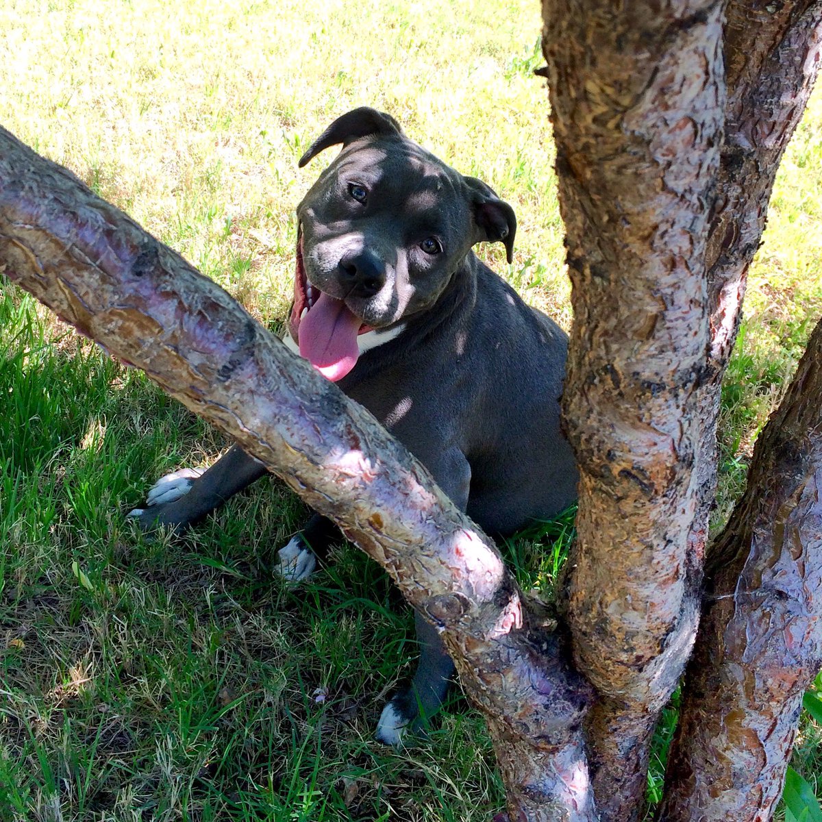 dogs_dig's tweet photo. #IzzeSmoosh relaxing under the peach tree. #DogsDig #DailyDog #Pitbull #StaffordshireTerrier #DogsOfTwitter https://t.co/mO3Bl5BKEl