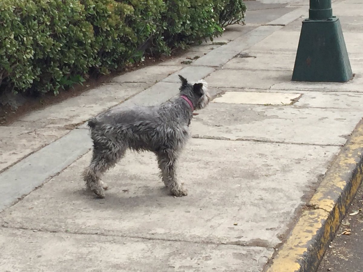 Coapa_'s tweet photo. RT @Chep_cito: @Coapa_  esta perrita anda perdida sobre acequia y división. Frente a la comer. No se deja agarrar! https://t.co/EiieGRGk9t