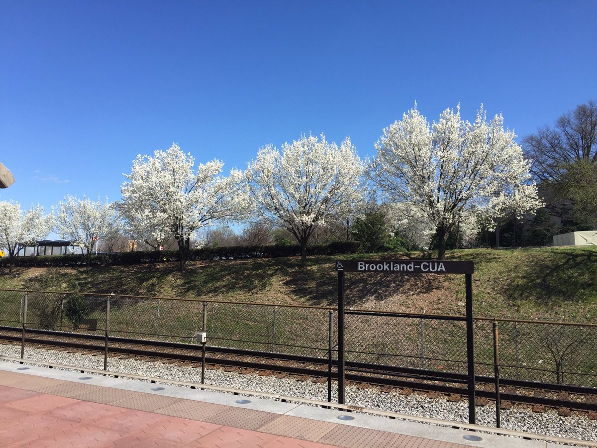 CatholicUalumni's tweet image. The 🌸🌸🌸 are in bloom in #Brookland!