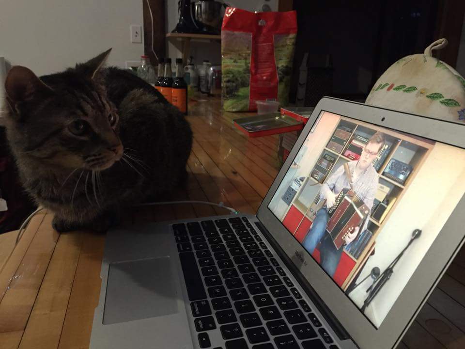 Even #cats are enjoying our #7daysoftunes series! Here's <a href="/OllieKing/">Ollie King 🏳️‍🌈</a> entertaining one with a <a href="/ConcertinaRob/">Rob Harbron</a> tune