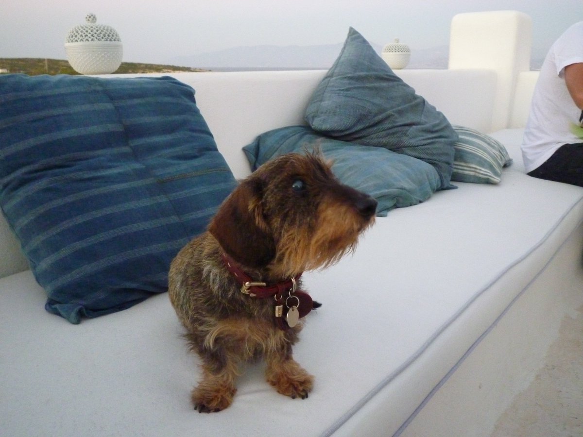 Perdre un chien est une telle douleur sentimentale ! Merci ma Virgule pour toutes ces années de bonheur partagées