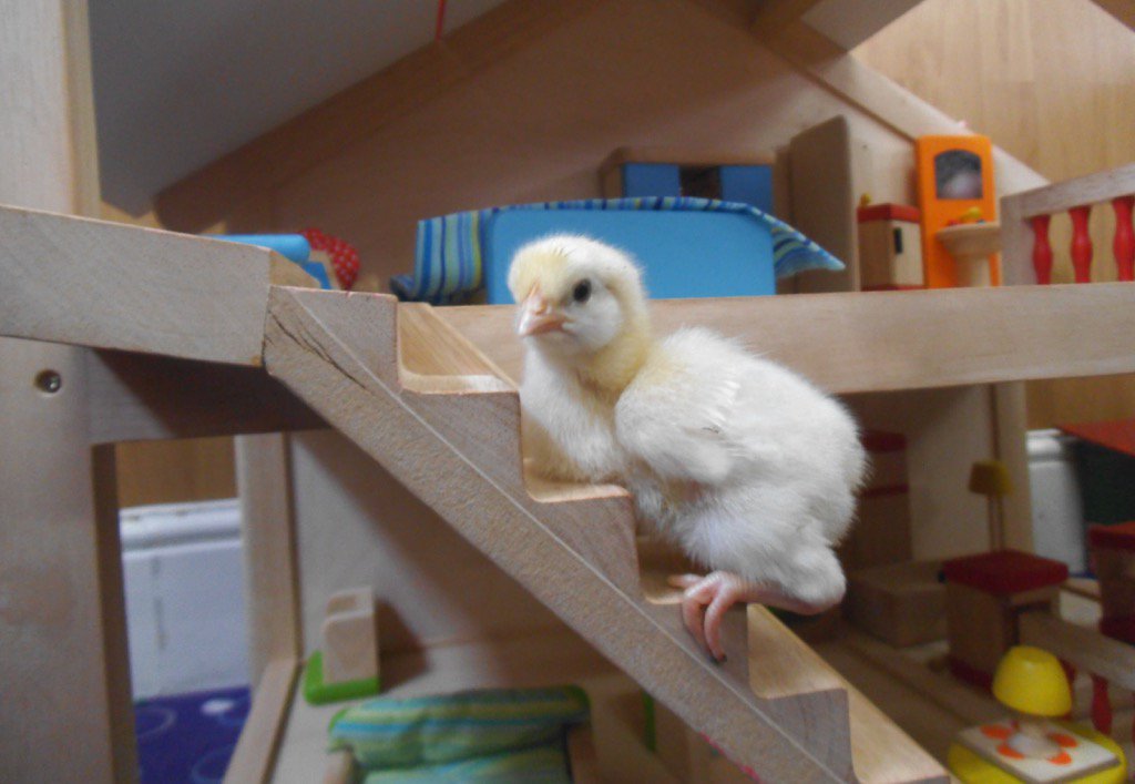 Enfield #chicks are off to bed in the dolls house! #sleepwell #litttlechick #HappyChickCompany