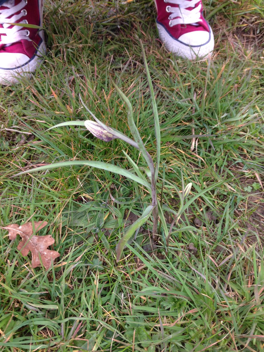 Alexpeterpowell's tweet photo. @Clionabyrne2 is going wild about plant seeing Fritillaria meleagris coming into flower @drmgoeswild https://t.co/8ajJ28zyPo