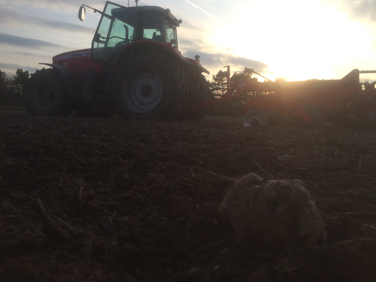 AGRI_VATOR's tweet photo. Spotted this little fella just in time #hare #leverat https://t.co/Wb0y6xHz5G