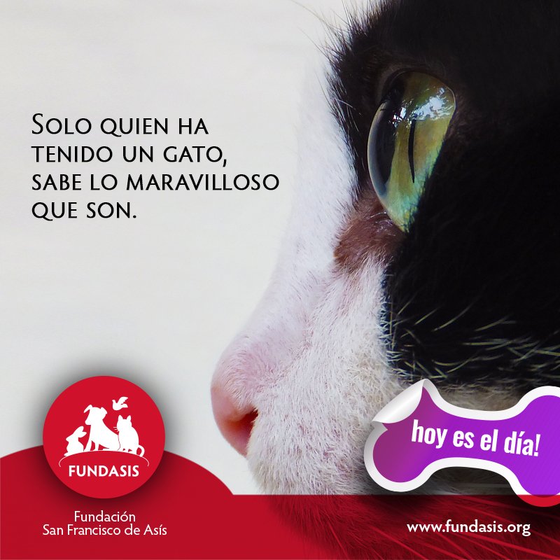 Si quieres una mascota que sea independiente, silencioso, con una energía positiva insuperable y aseado, es el gato