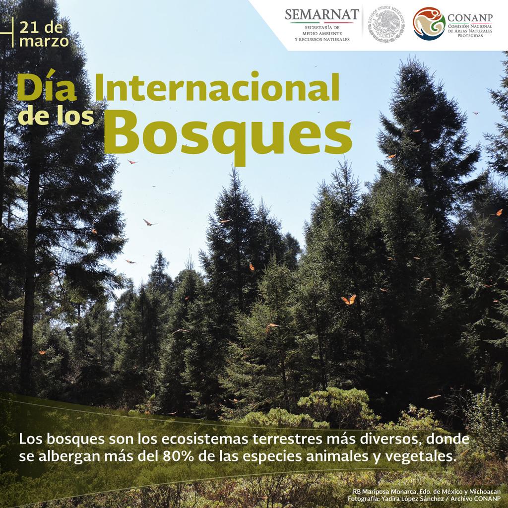 #FelizLunes
#Efemérides. El 21 de marzo celebramos el #DíaInternacionalDeLosBosques