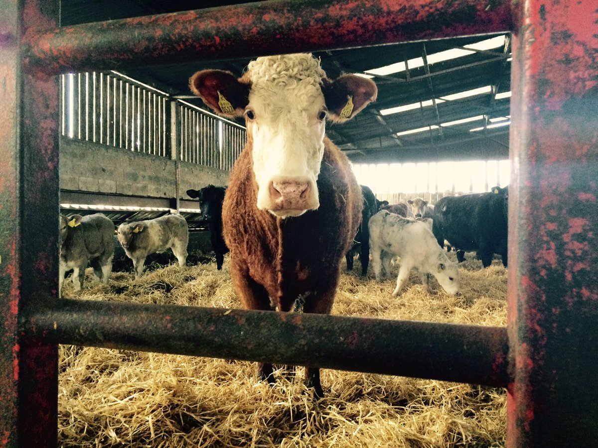 campbellsuz's tweet photo. We're an agricultural country but what's actually in the meat you buy? Find out #whatareyoueating Wed 8.30pm @RTEOne https://t.co/RxiBjHEZst