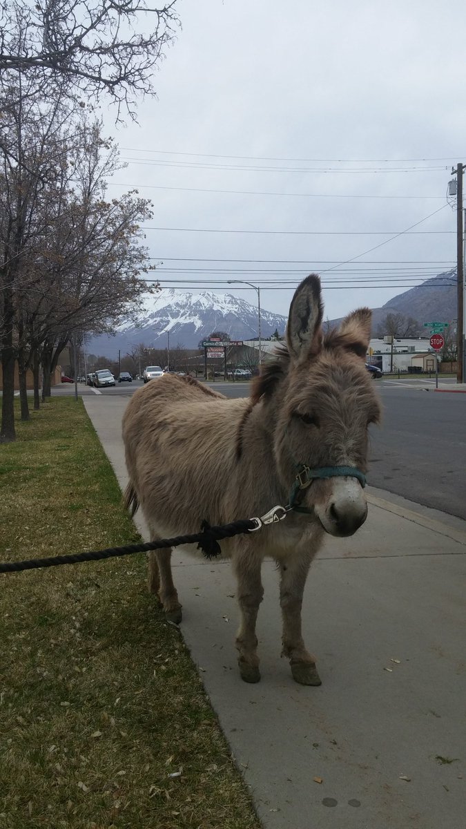 UVdonkeyBball's tweet photo. And Janie hits the streets of @provocity for a night on the town! https://t.co/of31poW59C