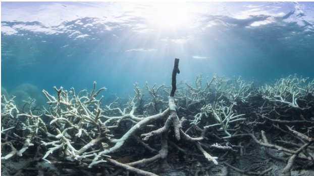 TessHempson's tweet photo. Startling images reveal devastating coral bleaching on the Great Barrier Reef https://t.co/nnHGh4qaL4 via @smh https://t.co/e6eYr2t7Q5