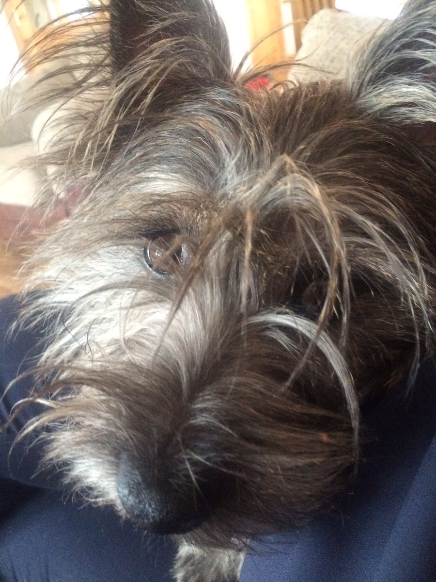 MajorGlending's tweet photo. @VimesTheDog hi I'm Jessie https://t.co/ubS4sCA4CT