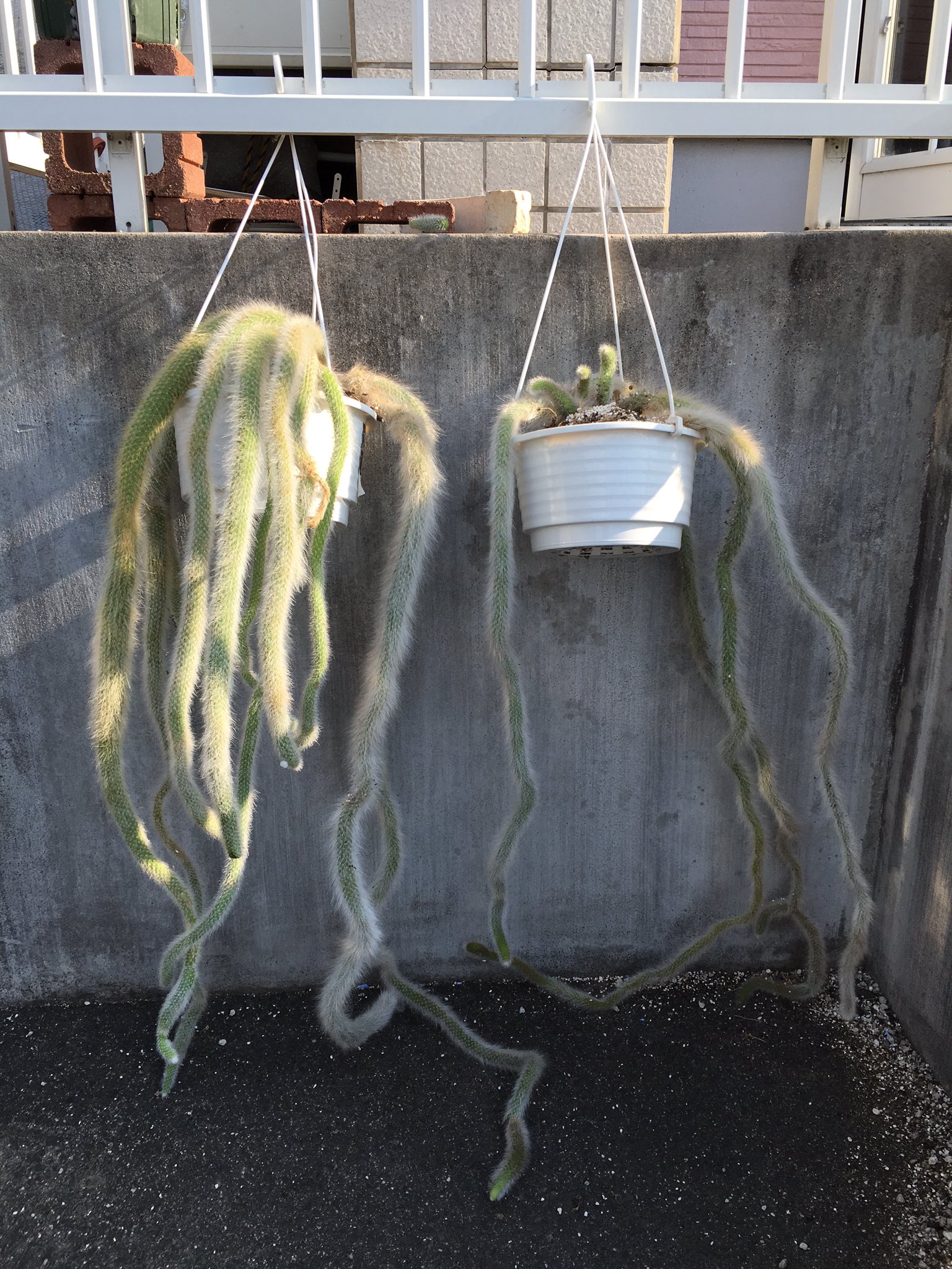 緑の象midori No Katachi 大事な人が タランチュラみたいで ちょっと と言ってた 私 は お気に入りの ヒルデウィンテラ カラデモノニス 株分けしました 右の方は新芽が出ていたので 少なめに 作業中 折れちゃった 子は 緑の象midori No Katachi 大事な人が タランチュラみたいで ちょっと と言ってた 私 は お気に入りの ヒルデウィンテラ カラデモノニス 株分けしました 右の方は新芽が出ていたので 少なめに 作業中 折れちゃった 子は