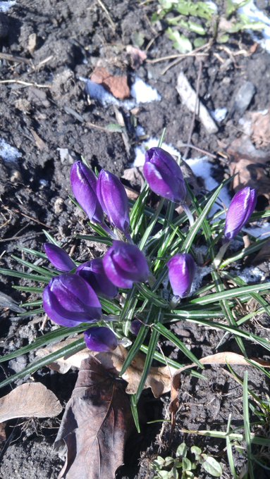 Saw these on my walk today. Take some time to enjoy the day, my lovelies. https://t.co/NLGyF3JtSH<a href="/tag/biglove"class="tags"><span>#biglove</span></a><a href="/tag/kittylove"class="tags"><span>#kittylove</span></a><a href="/tag/mainecoon"class="tags"><span>#mainecoon</span></a>
