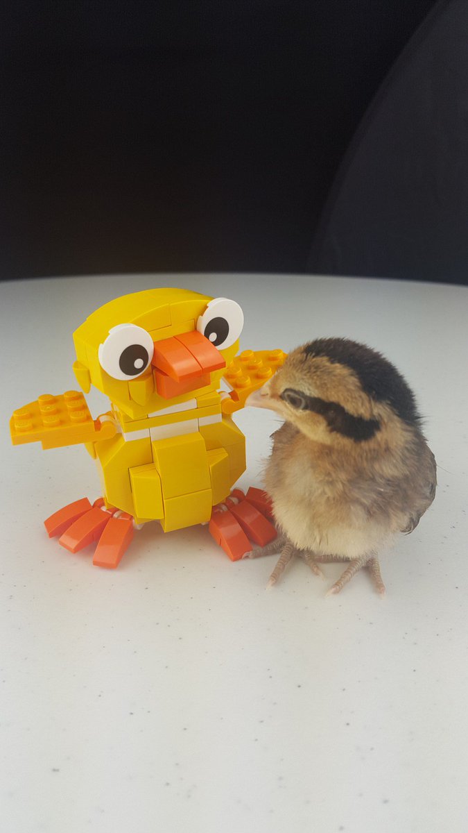 chickenscratchd's tweet photo. Chicken Singing Jesus Loves Me https://t.co/n0VKohib4m https://t.co/aInc50l5tO