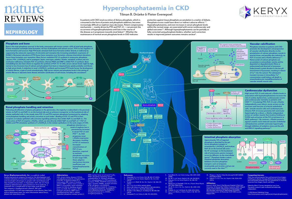 ASPNeph's tweet image. #FREE poster outlines the pathophysiology of #hyperphosphataemia in #CKD bit.ly/1P1uFmj @NatRevNeph