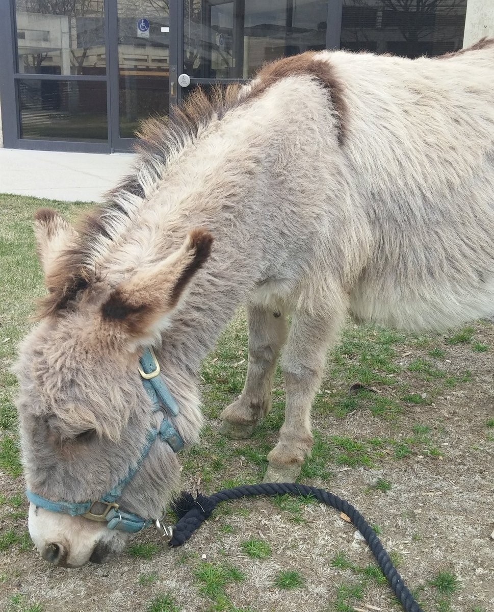 UVdonkeyBball's tweet photo. Have you seen our mini donkey at #UVU?! Look for us around campus today and tomorrow. https://t.co/3ntdedB7ir