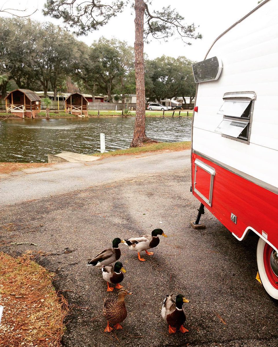 Check out this picture that one of our guests shot of the ducks at our KOA! Thanks for sharing <a href="/KOAKampgrounds/">Kampgrounds of America (KOA)</a>!