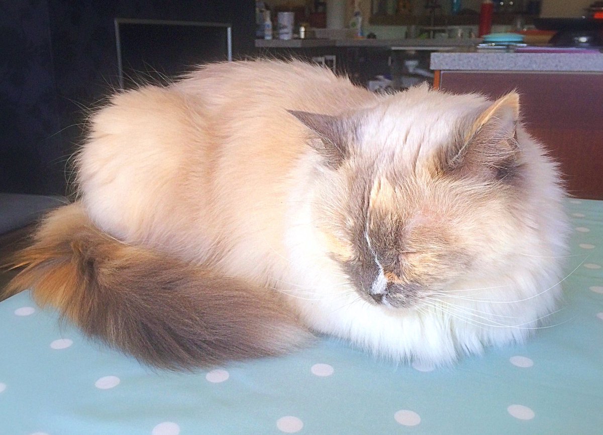 Betty_Boo_Kat's tweet photo. TOP #kittyloafmonday's cooked up by @hugo4de @Paw_Luv @fluffybasil @nesjloch @clawdiathecat runners up tagged! 😻🍞😻 https://t.co/QUbQB3qq7c