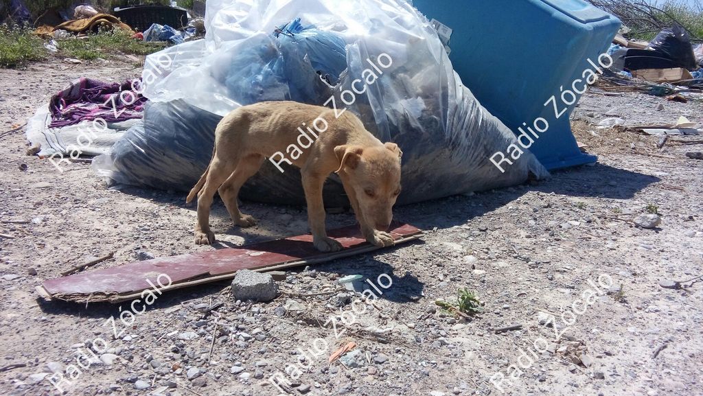 rep_urbano's tweet photo. @PROTECANI.  @AmorCaninoPN. 4 cachorros fueron abandonados en un basurero en el pico del águila en #PiedrasNegras https://t.co/z6OP9K4c7L