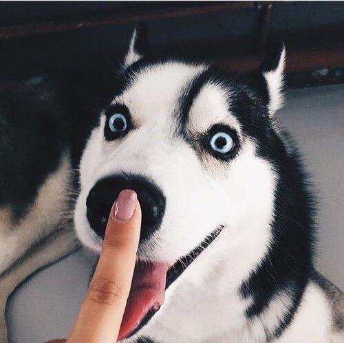 cute_dog_zone's tweet photo. Boop! https://t.co/erqKjNNFNQ