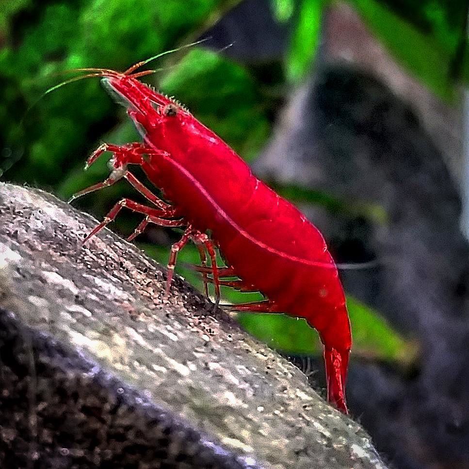 Akvaristan's tweet photo. #akvaristan #aquarium #akvaryum #aquarien #aquascape #animals #aquariumfish #adaamano #aquarium #akwarium #animsl #… https://t.co/cXAc4MvUDr