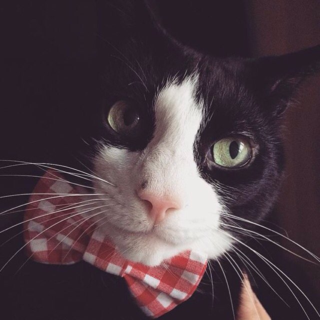 CollarDoos's tweet photo. GORGEOUS😍
"All dressed up and nowhere to go"#catmodel #prettykitty #weloveourcatcustomerstoo https://t.co/PlvvnMkHvc