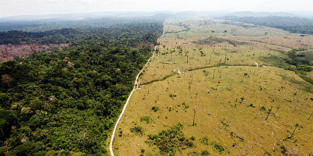 MercyForAnimals's tweet photo. Help protect forests and save the planet by going #vegan! https://t.co/Tevj9tSXAl #IntlForestDay https://t.co/6ocKfIR6Gh