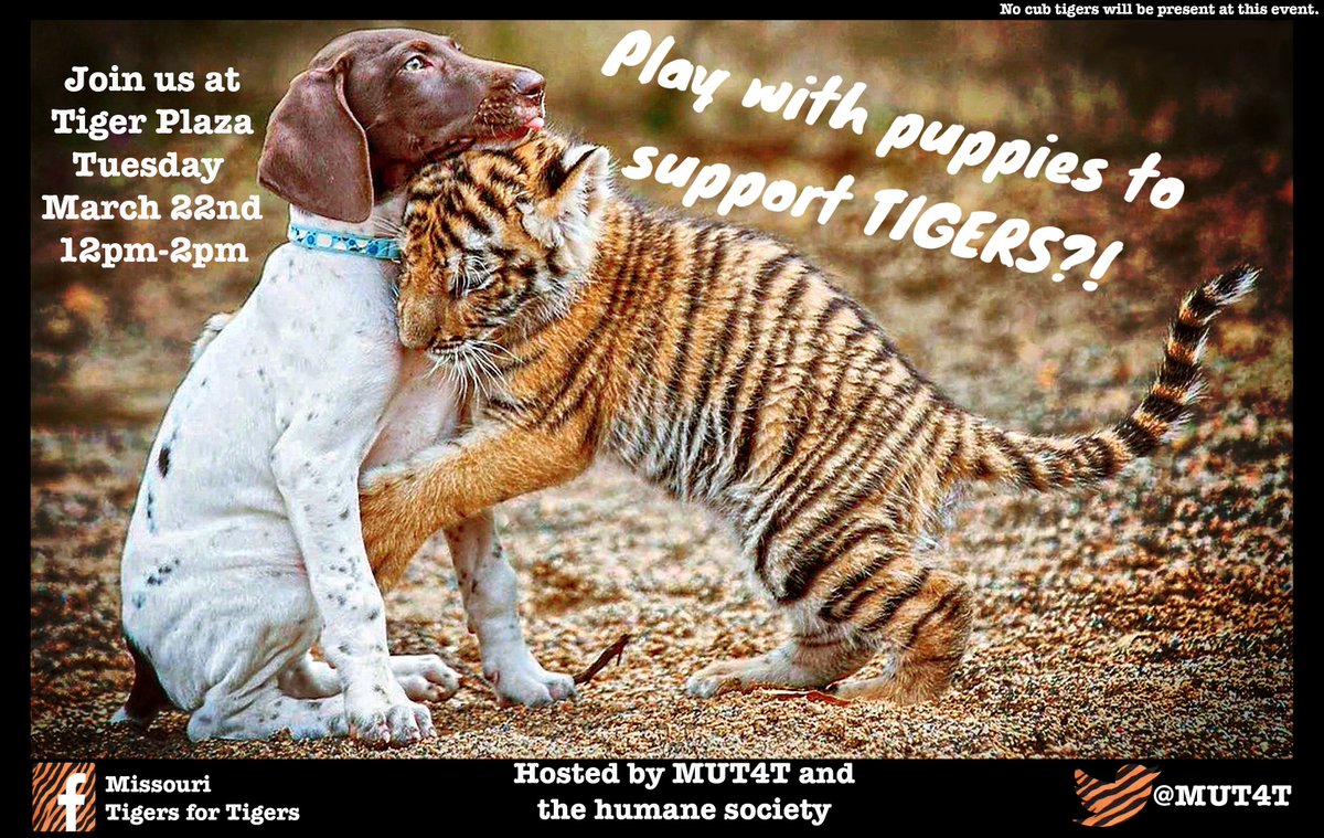 MUT4T's tweet photo. Tomorrow!!!! Come to Tiger plaza to support T4T in the best way!! 12 to 2pm tomorrow! https://t.co/vzNbNvA7Wz