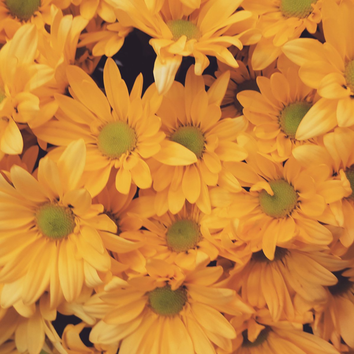 Burkland's Florist (burklandsflrst) Twitter