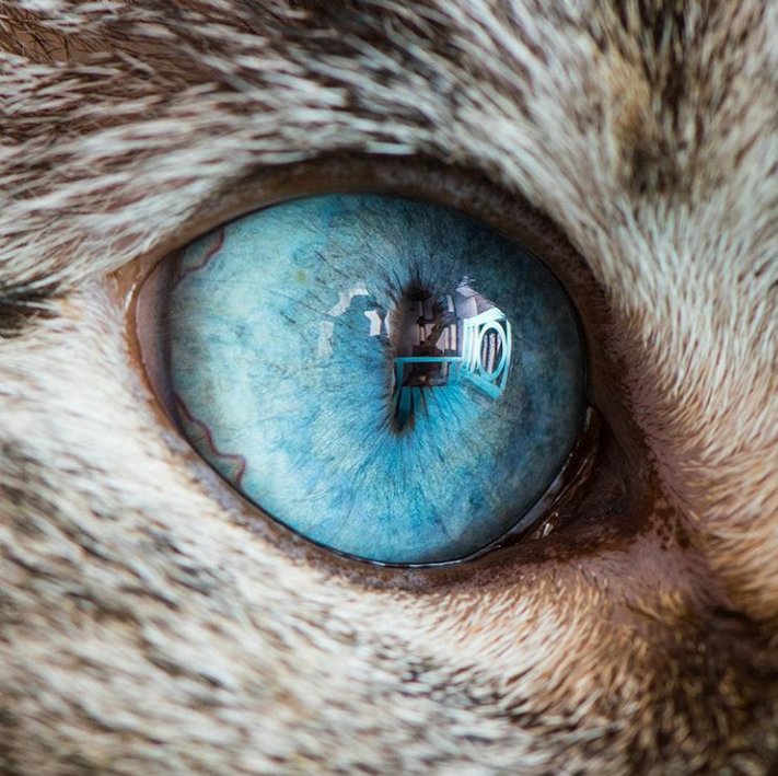 nala_catsof's tweet photo. I se you👀
We had the pleasure of havin @iamthegreatwent come over for a fun photoshoot.   https://t.co/NN1PhBGyO3 https://t.co/qtuOujal28