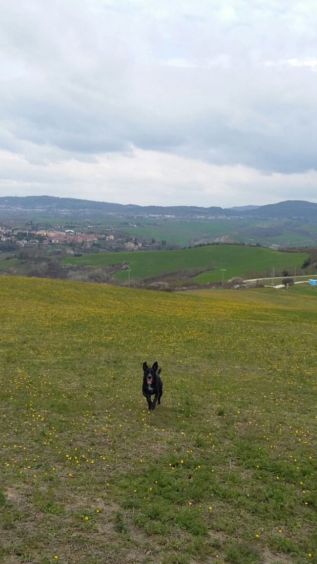 #RingraziareVoglio i prati, per la gioia che provo nel vederla correre.
#giornatamondialedellapoesia