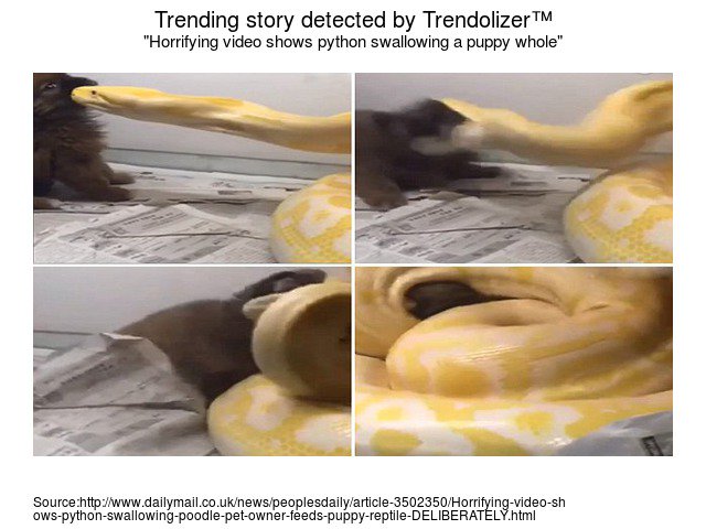Animalolizer's tweet image. Horrifying video shows python swallowing a puppy whole #China #Webusers #USFederalReserve animals.trendolizer.com/2016/03/horrif…