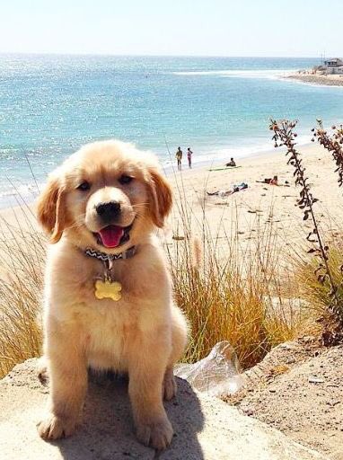 When @D4Annie_C and I took Sunny to visit the beach for the first time! She's getting big.