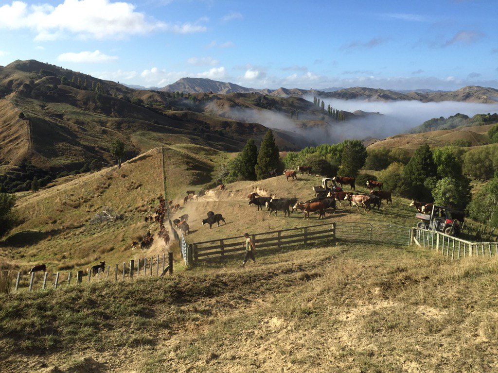 theofficenz's tweet photo. 9.00am and we've already mustered drafted vaccinated and Sean 100 commercial calves https://t.co/WPjSyKut8M