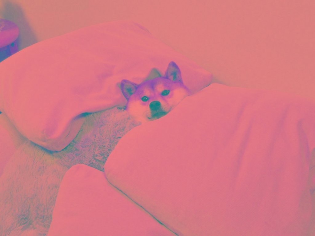 cute_dog_zone's tweet photo. You will NEVER be as comfy as this cutie https://t.co/RulOk7Wbwb