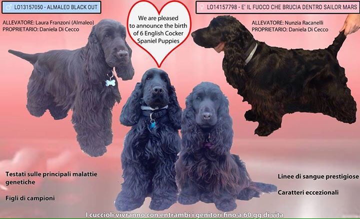 DanielaDiCecco's tweet photo. Cuccioli di #cocker con #pedigree in arrivo! Qui info e foto: https://t.co/JAIJTl758U #cockerspaniel https://t.co/xKSLezN21j