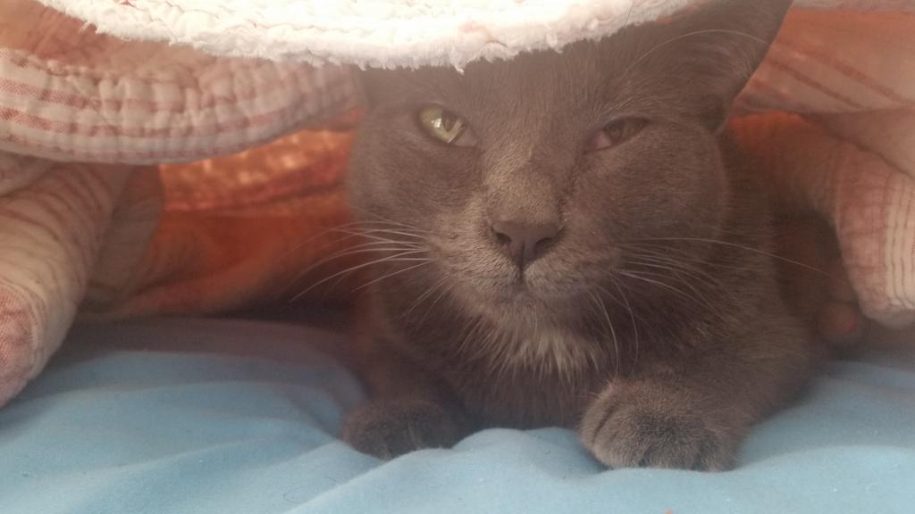 beanbeansworld's tweet photo. Tunneling!!! #CatsOfTwitter  #mondaymotivation https://t.co/bM9uxUj5HS