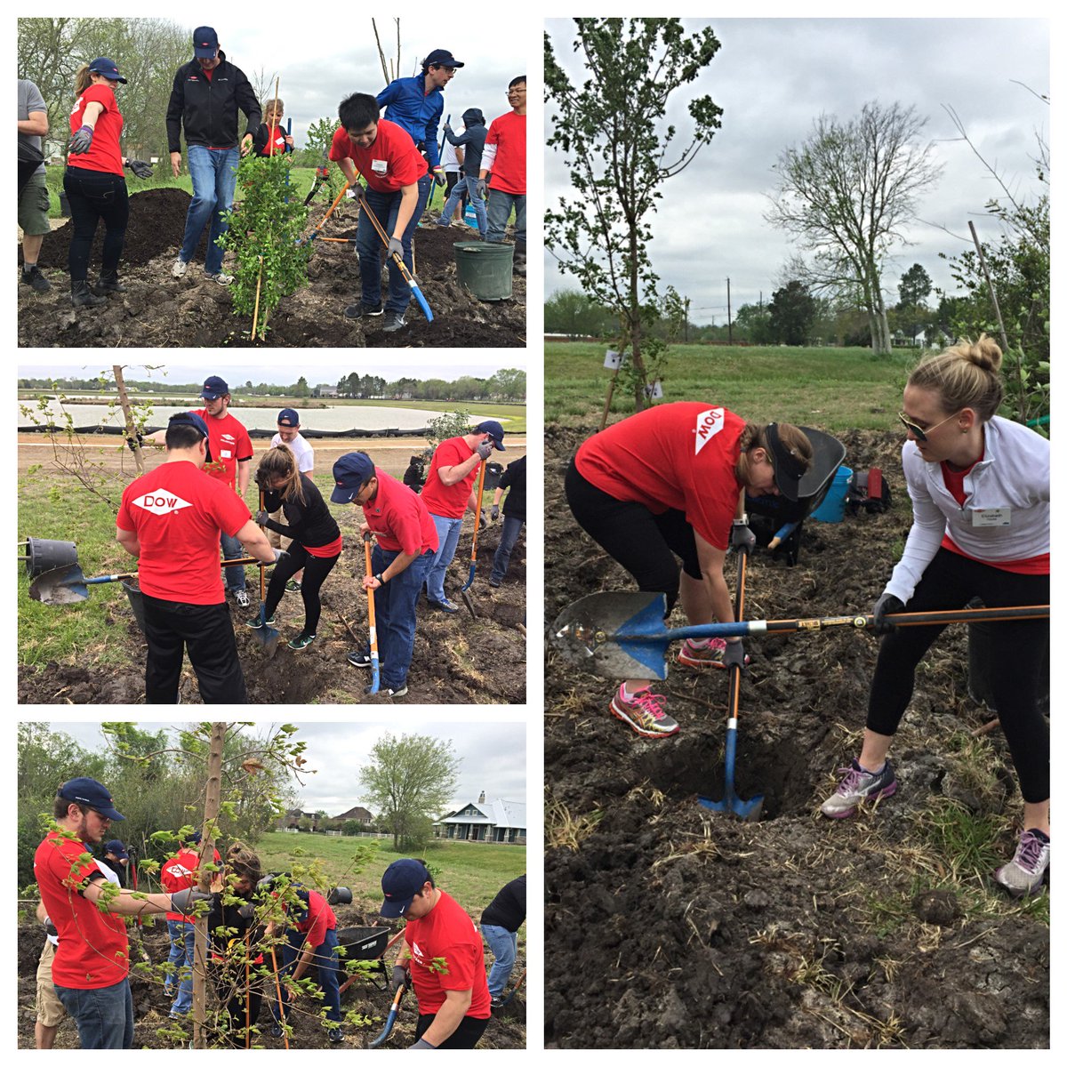 kabtweet's tweet photo. Happy #Spring! 200 @DowChemical volunteers planted 300 trees with @KPBPearland in TX! #cleanYOURblock #DowImpact https://t.co/qNl7tn2sOi