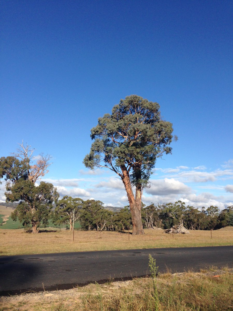 cactusian's tweet image. Day 872 #HarmonyDay #MyFrontDoor (well, #MyFrontGate actually)
