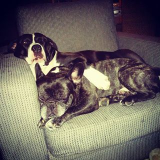 Frenchie_Cute's tweet photo. Best buddies #frenchbulldog #frenchie #ambullmix #doglife #buddies https://t.co/ilmPxvSbZ4 https://t.co/hXTBjOiq6D