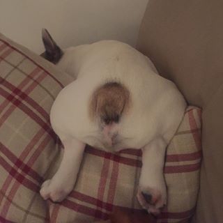 Frenchie_Cute's tweet photo. #special #frenchie #frenchielove #frenchiepost #frenchbulldog #deaffrenchie https://t.co/qoOOogbyMV https://t.co/HmpHLopsP2