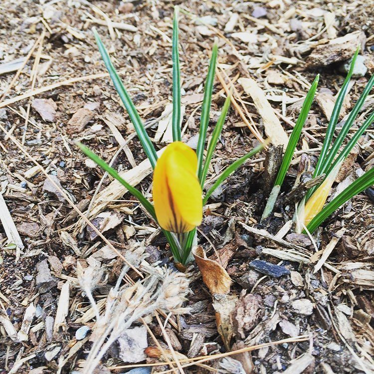 DaynaLorentz's tweet image. First bud of spring! #vermontspring #crocuses