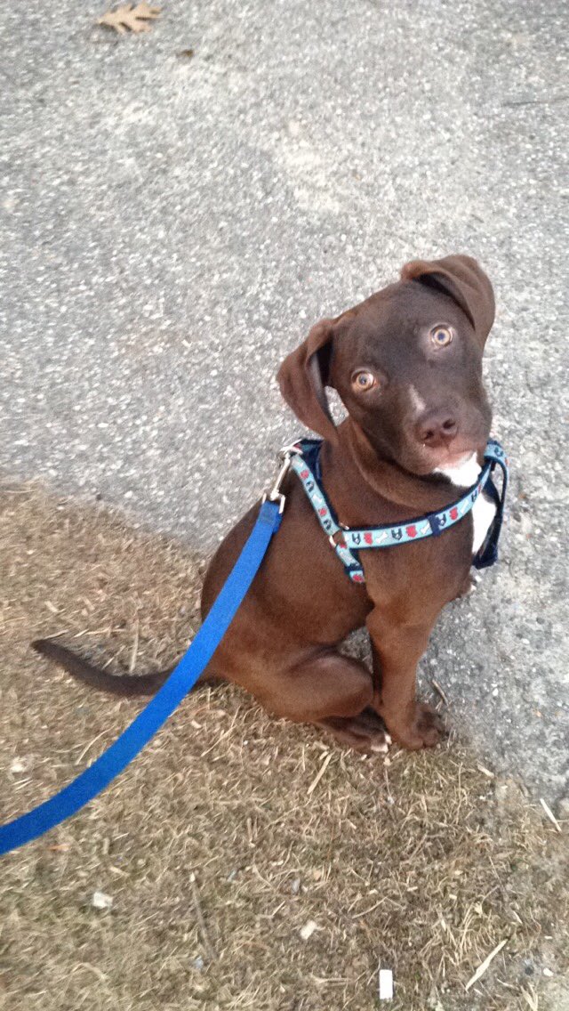 Aperkins009's tweet photo. My #puppy #boxador #chocolatelab #boxer #mixbread #cute #mybaby #adorable #4monthold https://t.co/KamHyIe3fi