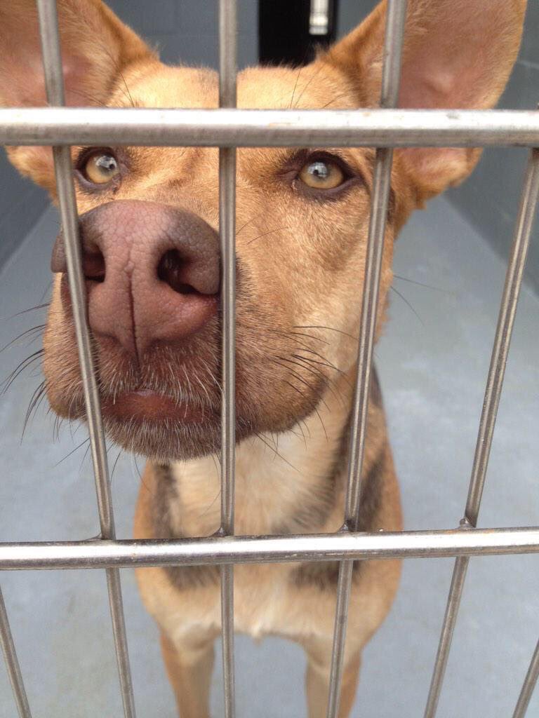 evor01's tweet photo. For every retweet this gets, Pedigree will donate one bowl of dog food to dogs in need! #tweetforbowls 🐶 https://t.co/KCm0cDSKFK