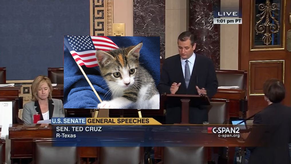CatFloorChart's tweet photo. I'd like to tell this cat a thing or two about the constitution #CatChart @SenTedCruz https://t.co/51A71b7DyJ