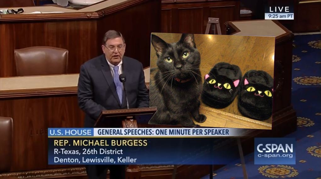 CatFloorChart's tweet photo. This cat deserves the best America has to offer #CatChart @michaelcburgess https://t.co/JC0Vl0I9oG
